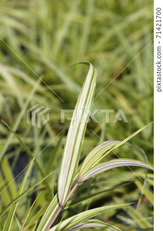 Hakone grass Aureola Hakone grass Aureola 71421700