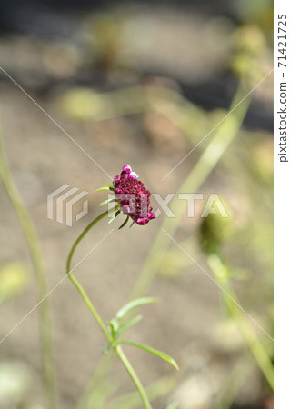 Pincushion flower Beaujolais Bonnets Pincushion flower Beaujolais Bonnets 71421725