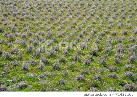 Rice field after harvesting rice Rice field after harvesting rice 71422163