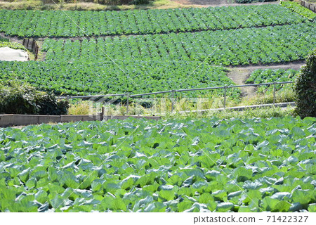Cabbage field 2 Cabbage field 2 71422327