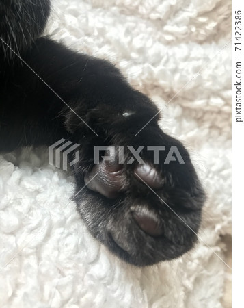 Black cat's paws Black cat's paws 71422386