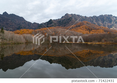 Betula white and larch yellow leaves Togakushi in late autumn Kagamiike 71422431