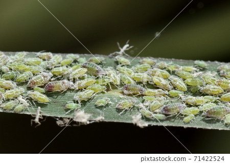 Creatures Insects Momokofuki aphids, densely on the back of leaves of reeds. It seems to spawn on peach and plum trees 71422524