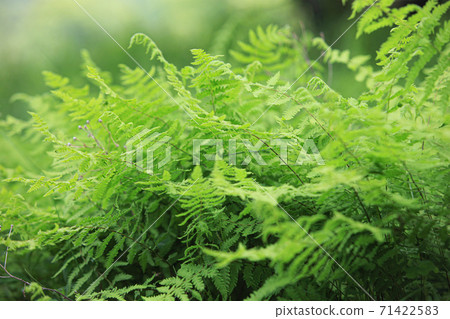 Fern plant Okutama 71422583
