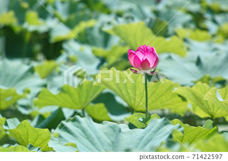 Souji lotus 71422597