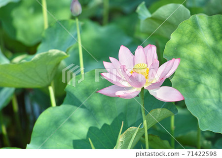 Souji lotus 71422598