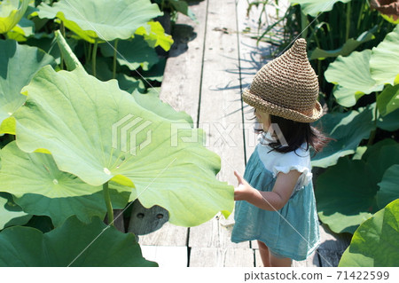 Souji lotus 71422599