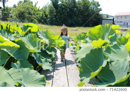 Souji lotus 71422600