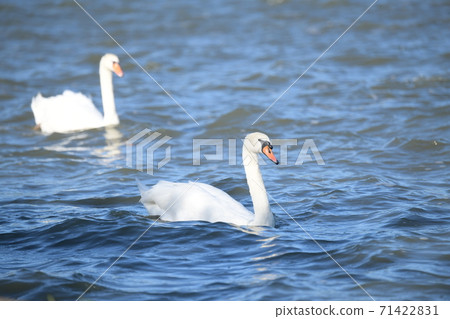 Bubble swan Bubble swan 71422831