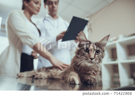 Close up shot of a cat lying on a table.  71422908