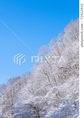 Winter forest Winter forest 71422918