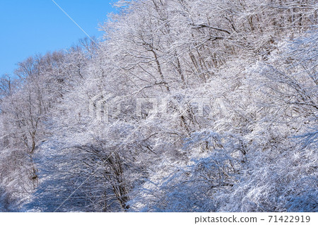 Winter forest Winter forest 71422919