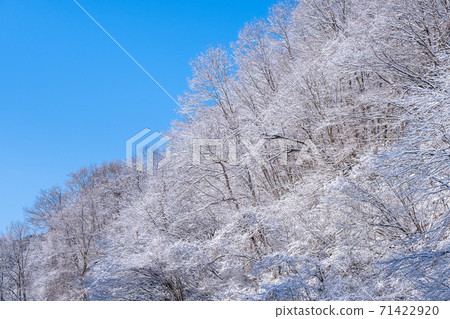 Winter forest Winter forest 71422920