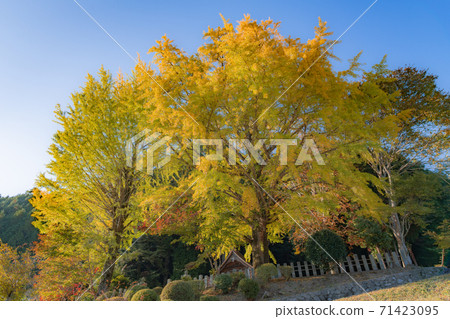Ginkgo at Kyakujin Shrine, Yuki-cho, Saeki-ku, Hiroshima (2020) 71423095