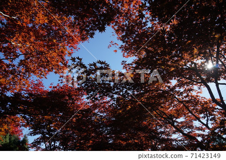 Momiji的秋葉風光（札幌市平岡樹藝術中心） 71423149