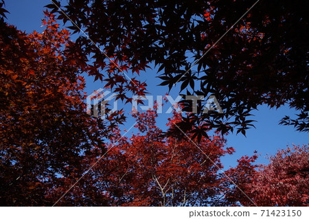 Momiji的秋葉風光（札幌市平岡樹藝術中心） 71423150