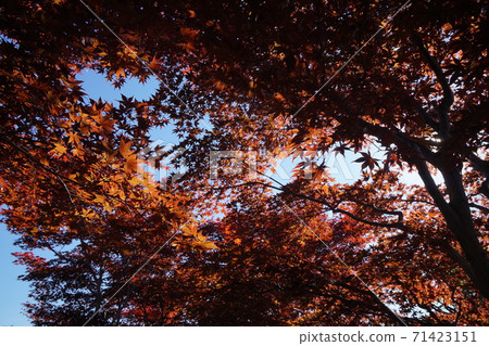 Momiji的秋葉風光（札幌市平岡樹藝術中心） 71423151