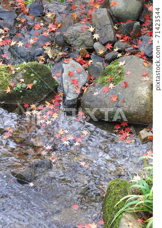 Autumn leaves Autumn leaves 71423544