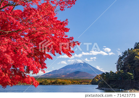 Crimson maple and Mt. Fuji 71423775