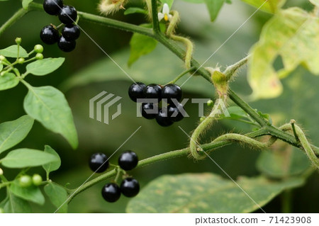 Autumn Wildflowers: American Physalis alkekengi: Fruit Autumn Wildflowers: American Physalis alkekengi: Fruit 71423908
