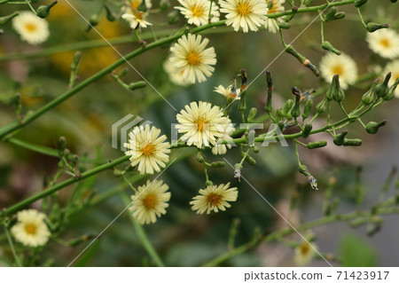 Autumn wildflowers: Lactuca indica: Lactuca indica 71423917