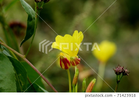 秋天的野花:秋之野史:菊香家族 秋天的野花:秋之野史:菊香家族 71423918
