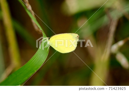 Insect: Ginkgo biloba: Autumn: Riverbed Insect: Ginkgo biloba: Autumn: Riverbed 71423925