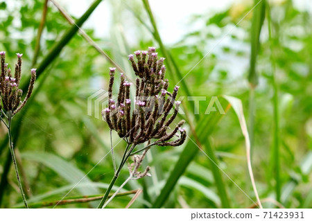 Autumn flowers: Dakiba that is Nagasa: Sanjaku verbena family 71423931