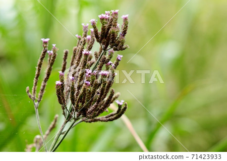 秋花:長崎的Dakiba:Sanjaku Barbena 秋花:長崎的Dakiba:Sanjaku Barbena 71423933