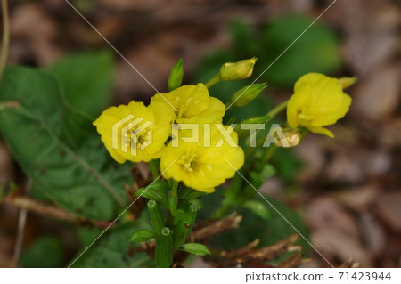 秋天的野花:Mematsuyogusa:赤花家族 秋天的野花:Mematsuyogusa:赤花家族 71423944