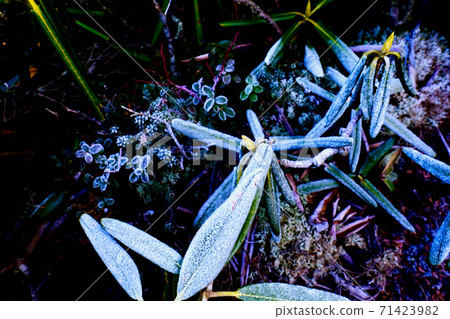 [長野]高山植物霜凍（關峰山） 71423982