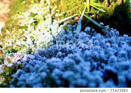[長野]高山植物霜凍（關峰山） 71423983