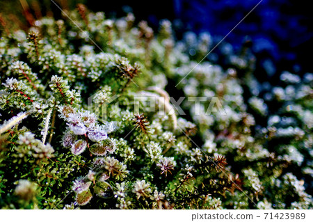 [Nagano] Alpine plant frost (Mt. Kinpu) 71423989