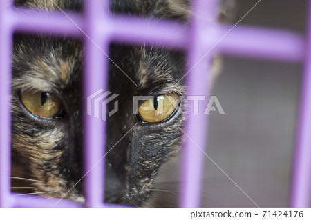 Cat eyes peeking through the cage, animal rights concept 71424176
