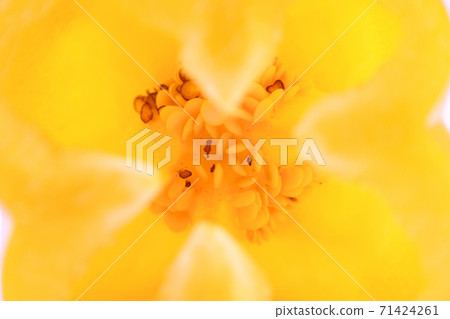 Paprika 71424261