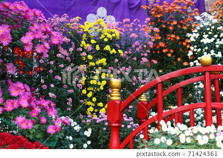 龜戶天神菊花節 龜戶天神菊花節 71424361