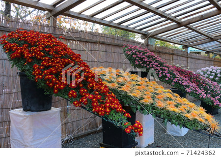 龜戶天神菊花節 龜戶天神菊花節 71424362