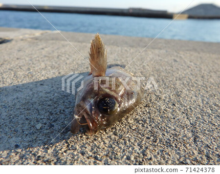 Rockfish head caught in Arahama fishing port park Rockfish head caught in Arahama fishing port park 71424378