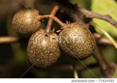 Shimasarunashi 71424593