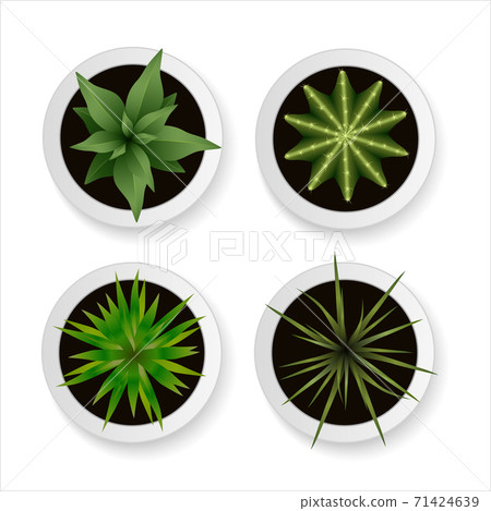 Set of vector realistic plants and cacti in... - Stock Illustration ...