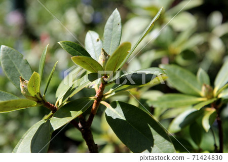 Rhododendron bud 71424830