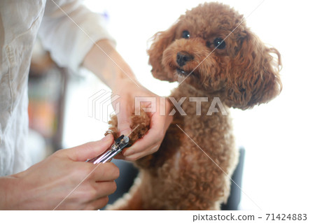 小型犬的爪子 71424883