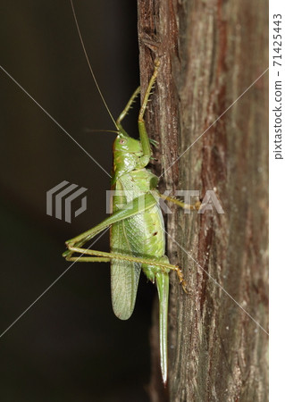 生物,昆蟲,矢吹,綠型雌性。前腿上的尖刺和長而直的產卵管是地標。 生物,昆蟲,矢吹,綠型雌性。前腿上的尖刺和長而直的產卵管是地標。 71425443