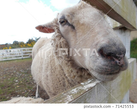 Sheep through the gap 71425553