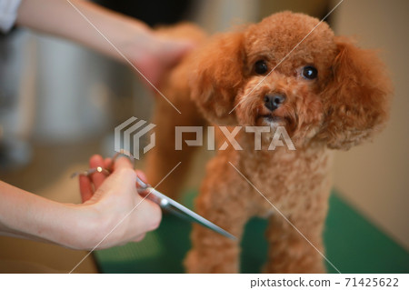 Small dog trimming Small dog trimming 71425622