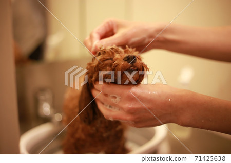 Small dog shampoo image 71425638