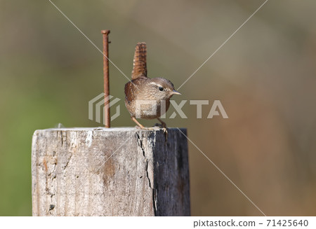 Eurasian wren (Troglodytes troglodytes) Eurasian wren (Troglodytes troglodytes) 71425640