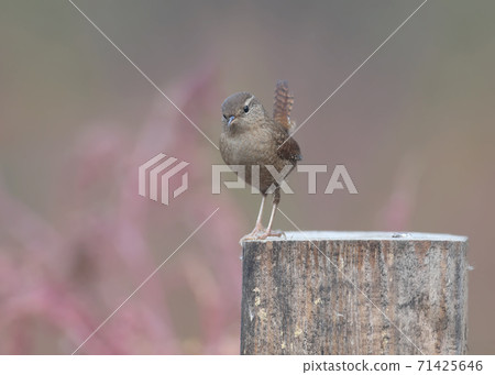 Eurasian wren (Troglodytes troglodytes) Eurasian wren (Troglodytes troglodytes) 71425646