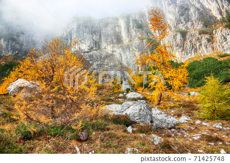 Autumn foggy landscape with beautiful golden larches in mountains Autumn foggy landscape with beautiful golden larches in mountains 71425748