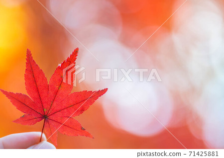我手裡的紅楓葉 我手裡的紅楓葉 71425881